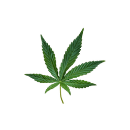 Uncategorized category